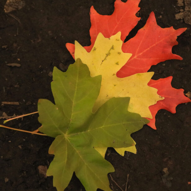 Coaching leaders transitioning to executive roles