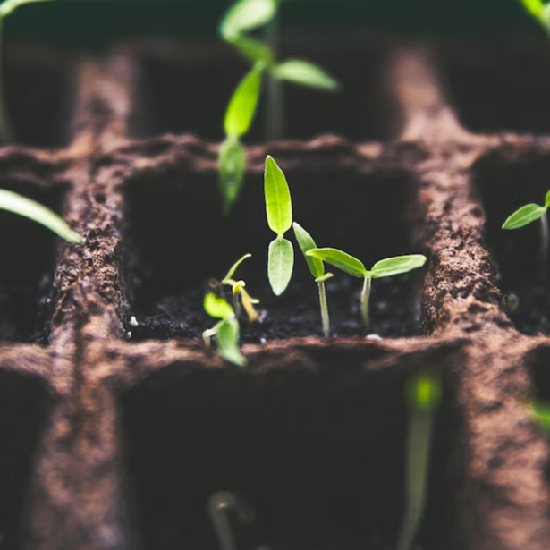 Permaculture: an unexpected source of inspiration for leaders