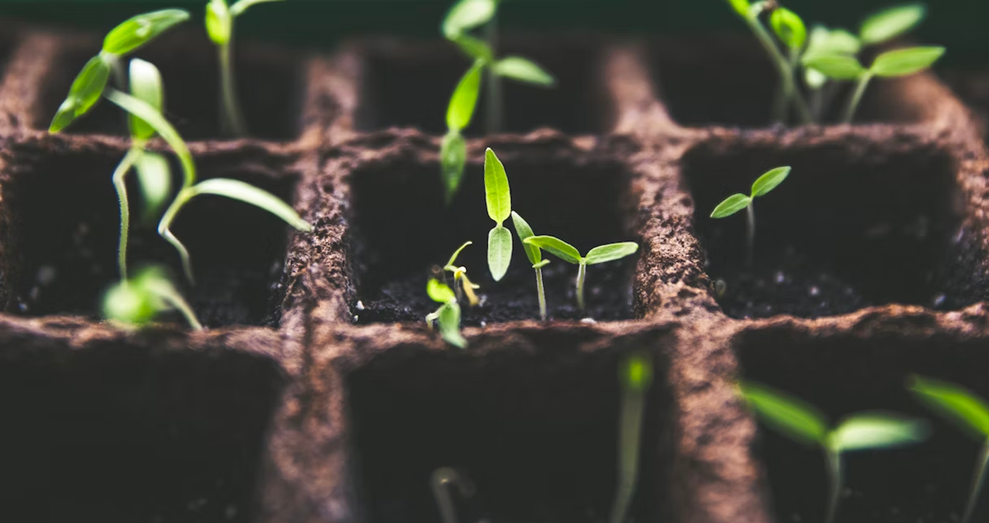 Permaculture: an unexpected source of inspiration for leaders